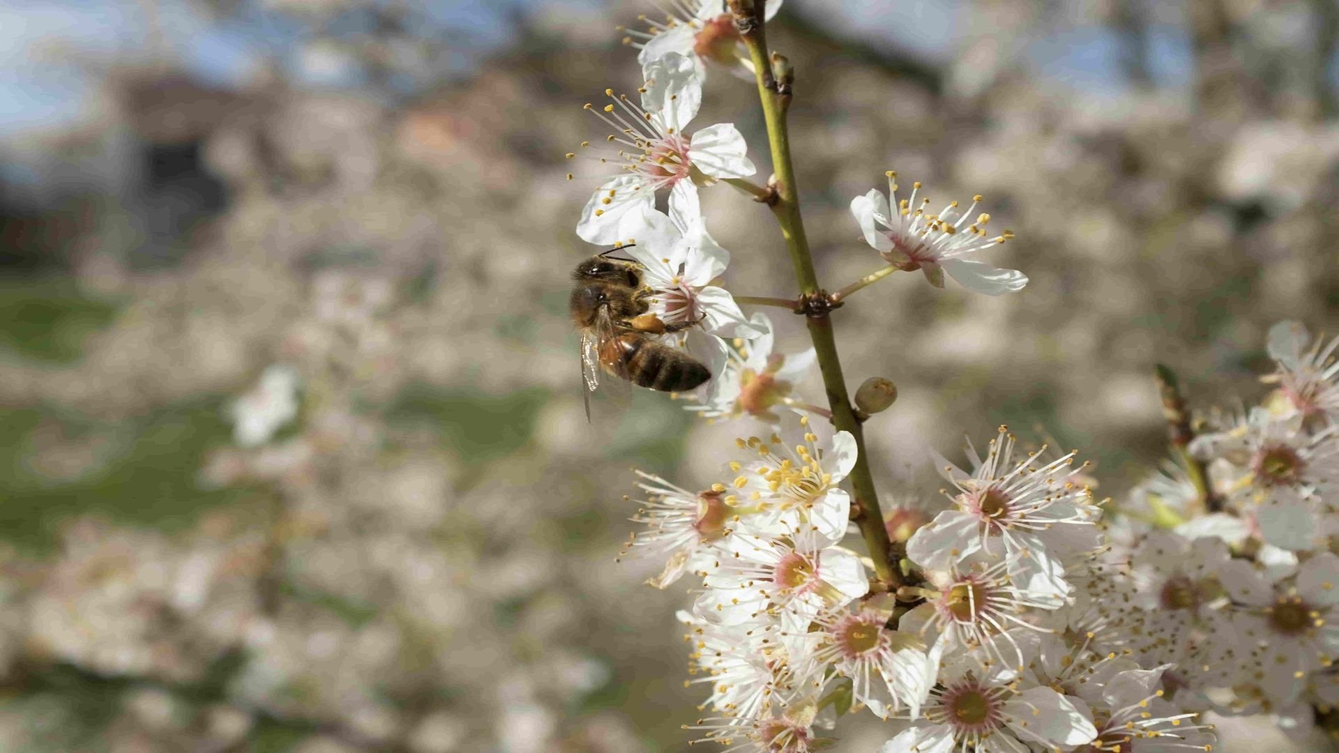 Honeybee pollinating white flowers