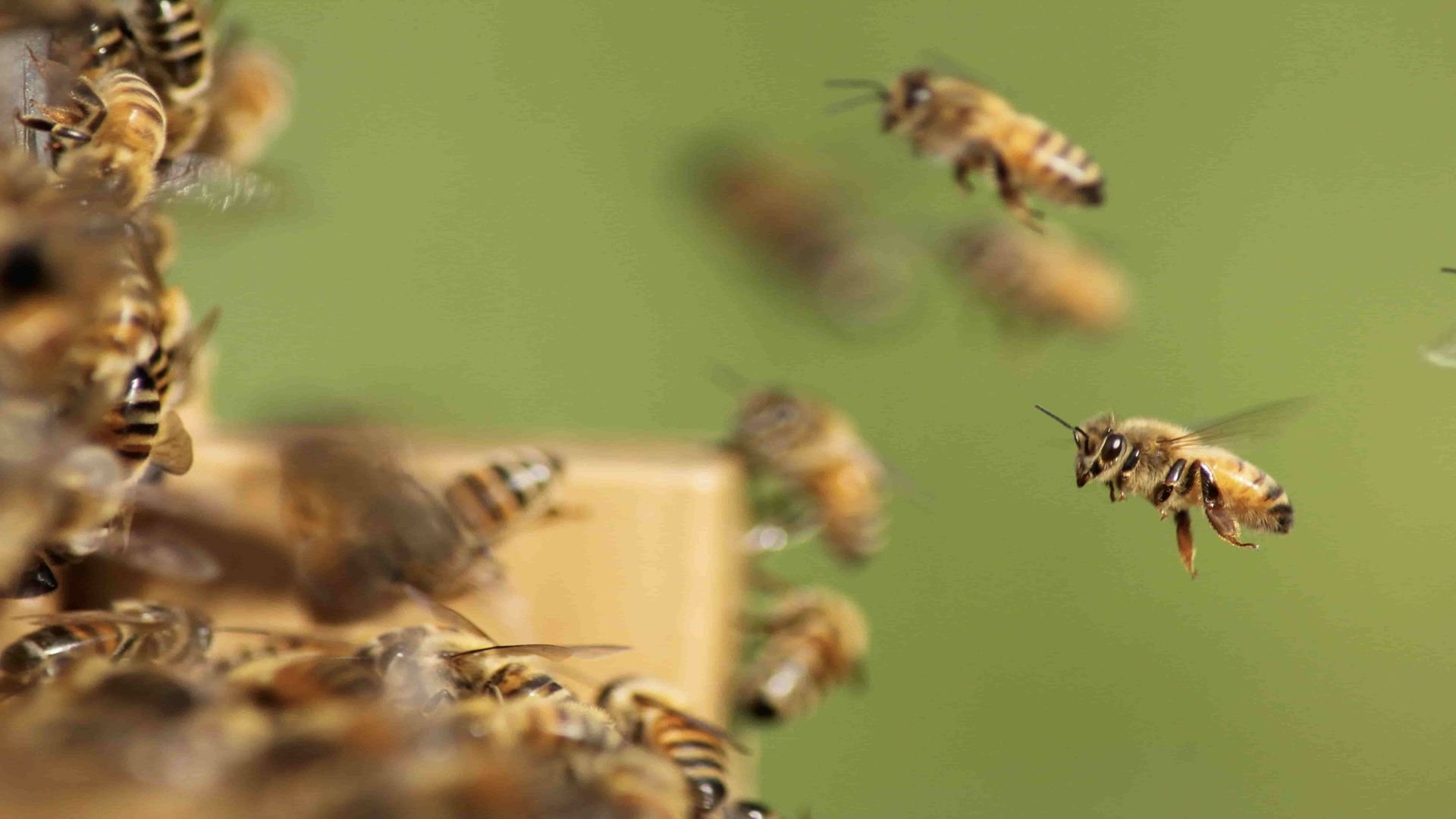 Honeybee in flight with pollen