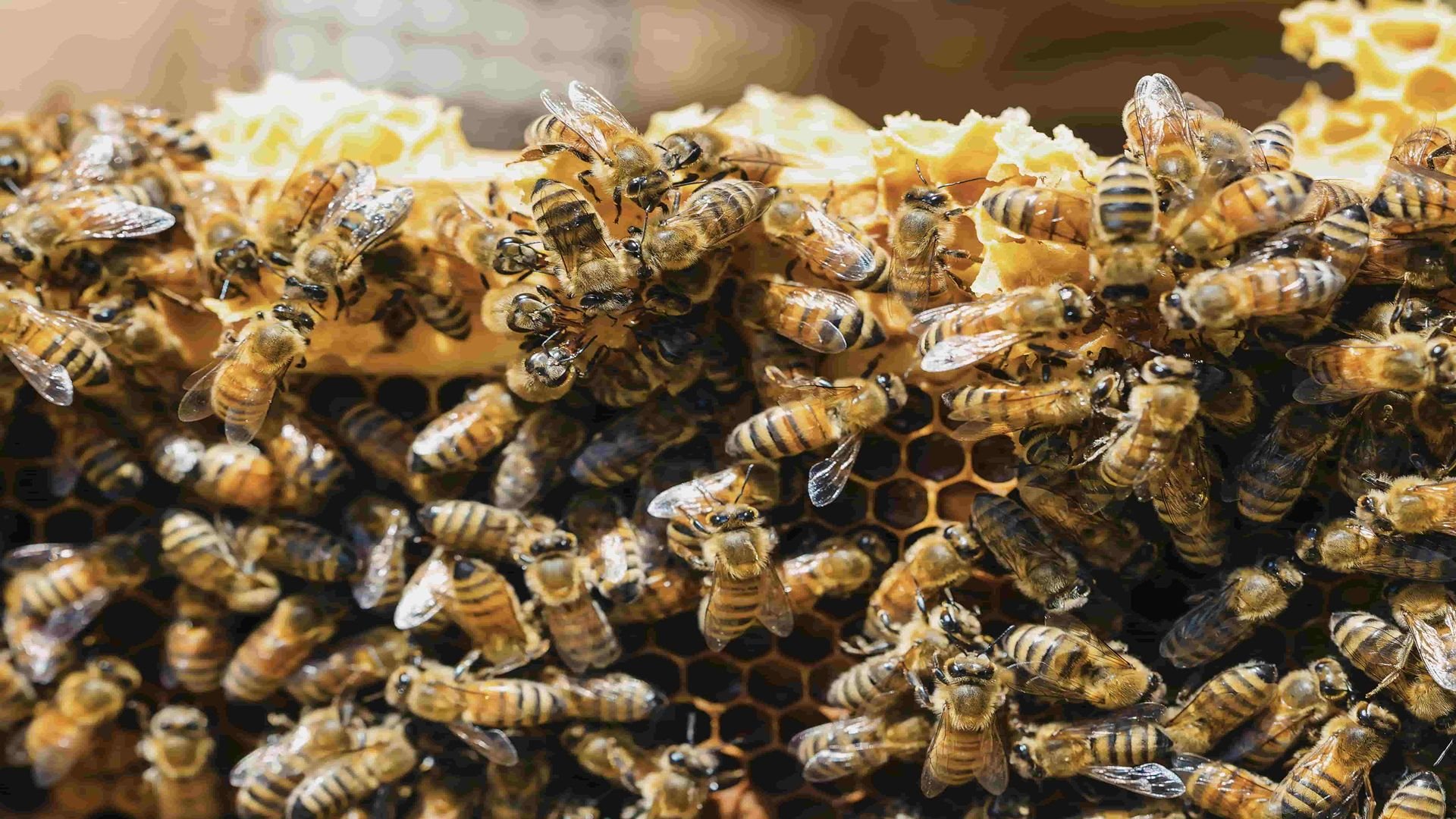Close-up of honeybees working on frame