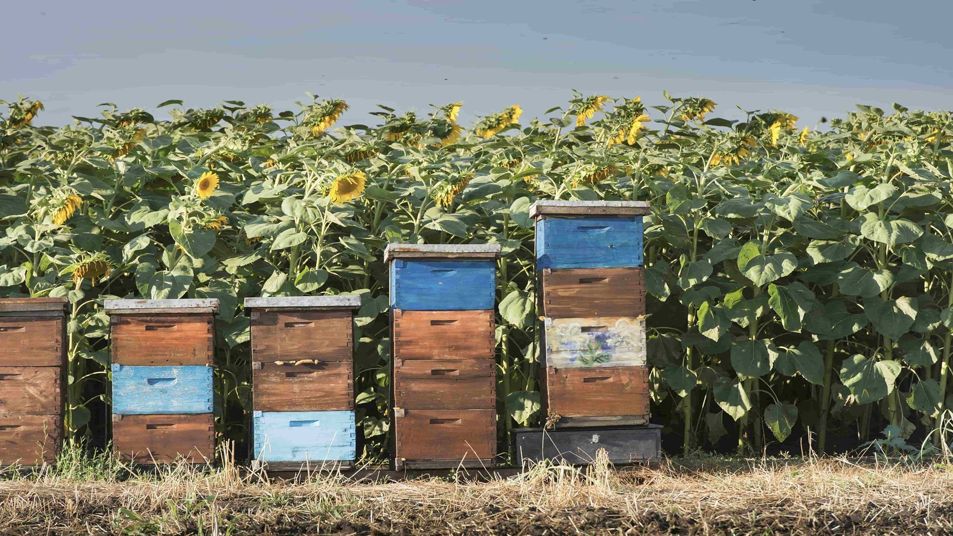 Managed hives in sunflower field